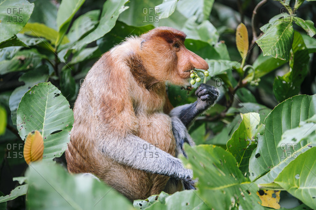 Proboscis monkey sitting between verdant leaves of wood in tropical forest in Malaysia