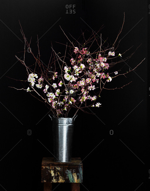 Flower blossoms on branches in tin on black background