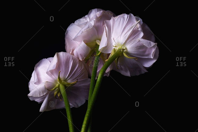 Flowers Black Painting Background Stock Photos Offset