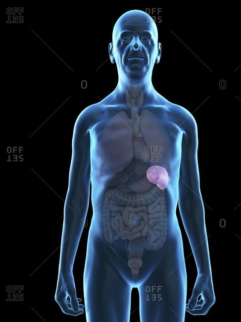 7,810 Diagram Of The Human Body Stock Photos, High-Res Pictures