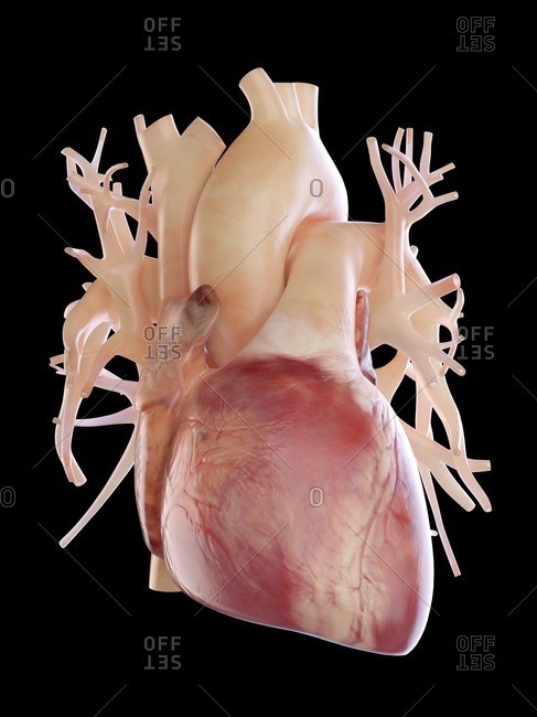Illustration of human heart.