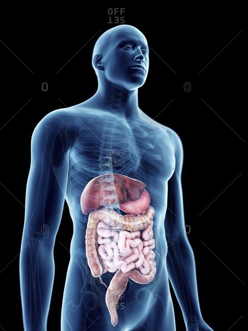 Illustration of a man\'s digestive system.