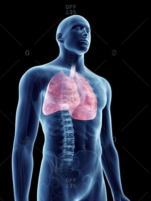 Illustration of a man\'s lung.