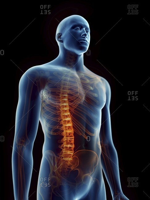 5,088 Upper Back Pain Images, Stock Photos, 3D objects, & Vectors