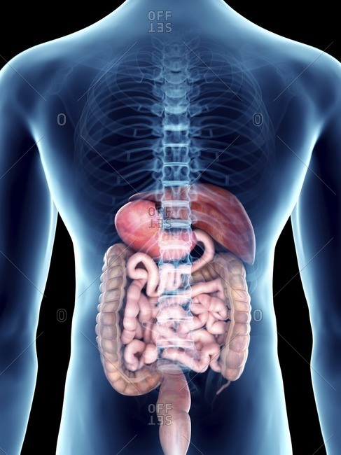 digestive tract stock photos - OFFSET