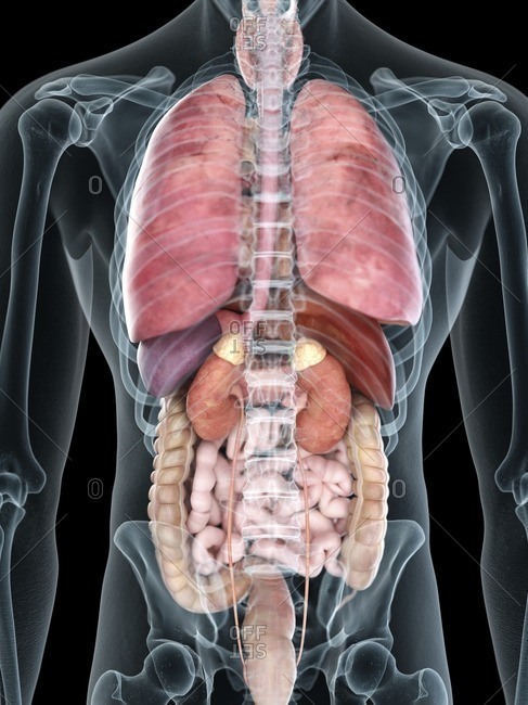 Illustration of a man\'s internal organs.