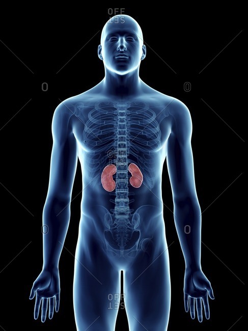 Illustration of a man\'s kidneys.