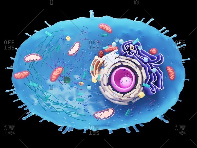 Illustration of a human cell cross-section.