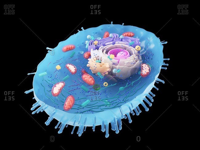 Illustration of a human cell cross-section.