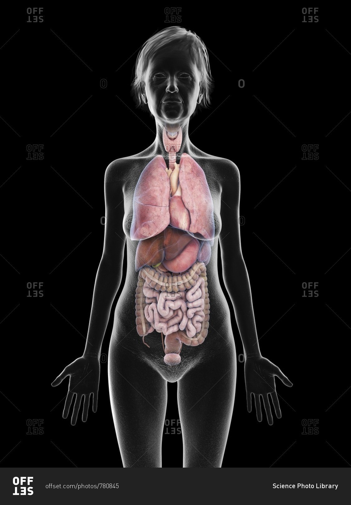 Анатомия органов женщины