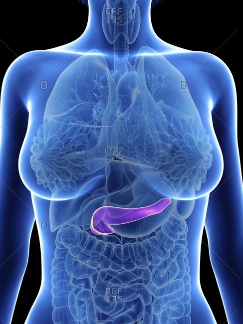 Illustration Of A Woman S Pancreas Stock Photo Offset