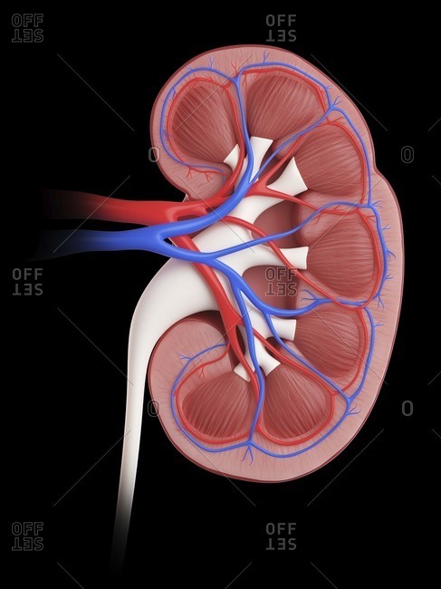 Illustration of a cross-section of a kidney.