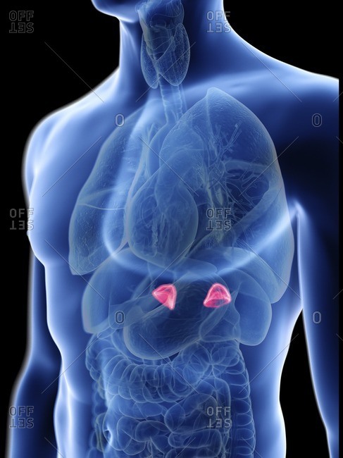 Illustration of a man's adrenal glands.