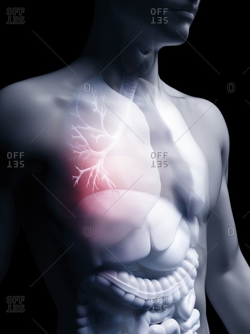 Illustration of the human bronchi.