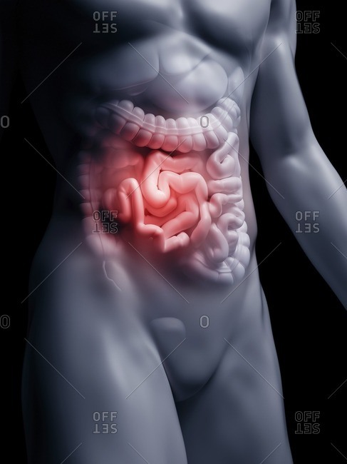 actual human intestines