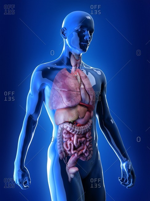 Illustration of the internal organs.