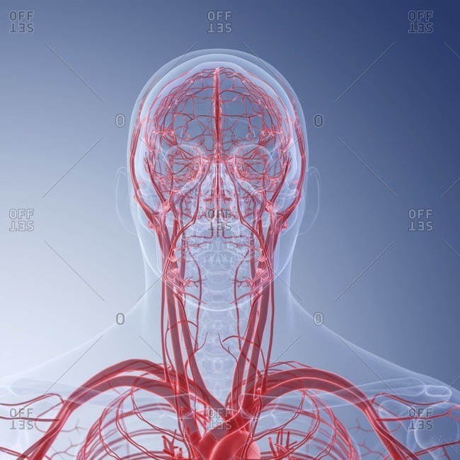 Illustration of the blood vessels of the head.