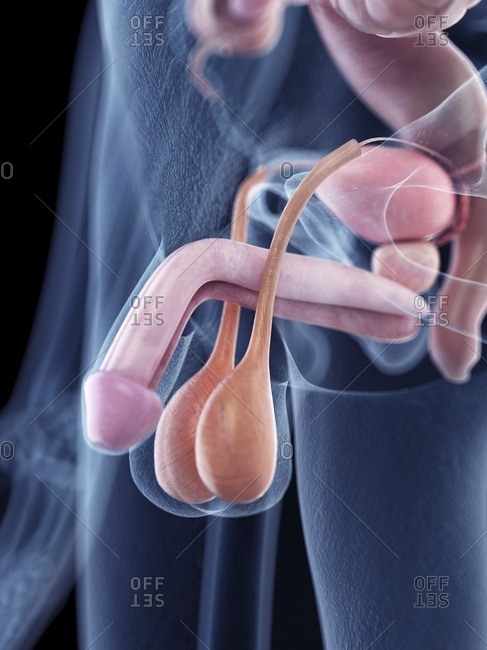 Anatomia penisului – cunoaște-ți penisul, înainte de a încerca să-l mărești