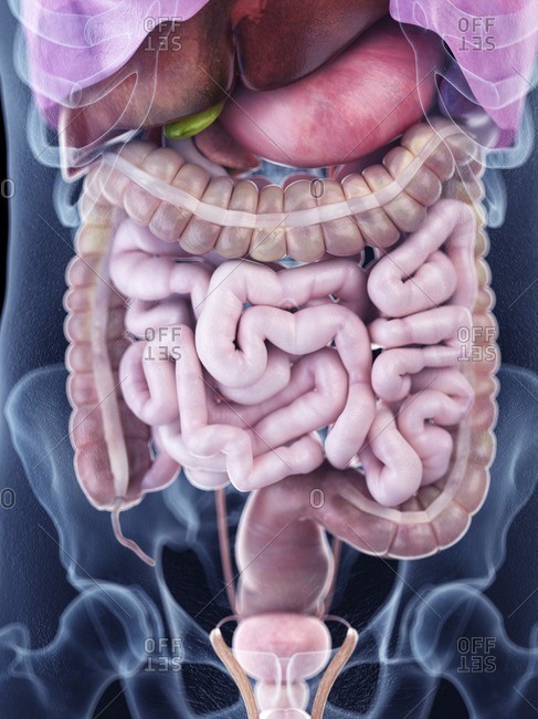 Illustration of the human abdominal anatomy.