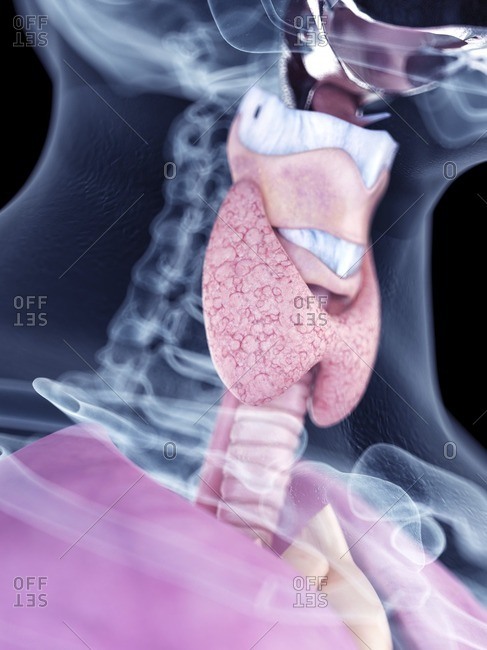 Illustration of the thyroid gland.