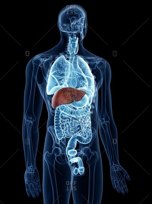 Illustration of the liver.