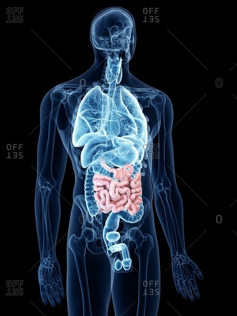Illustration of the small intestine.