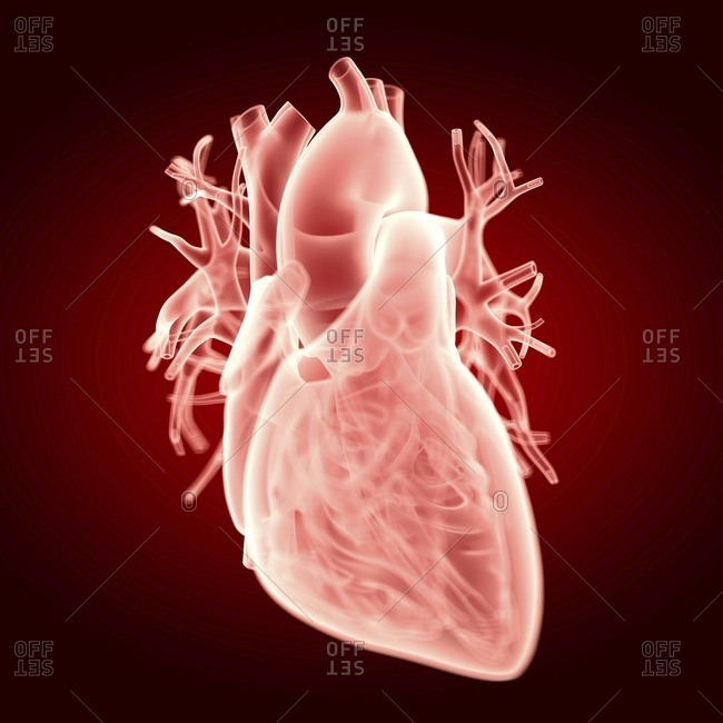 Illustration of the human heart.
