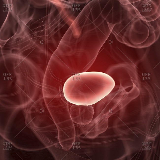 Illustration of the bladder.