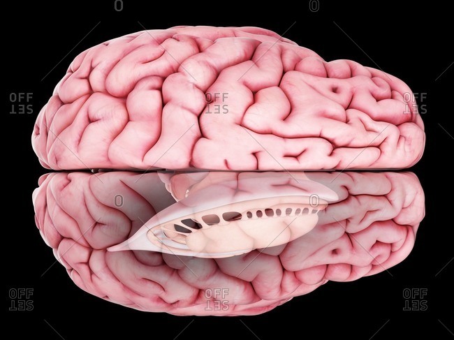 Illustration of brain anatomy.