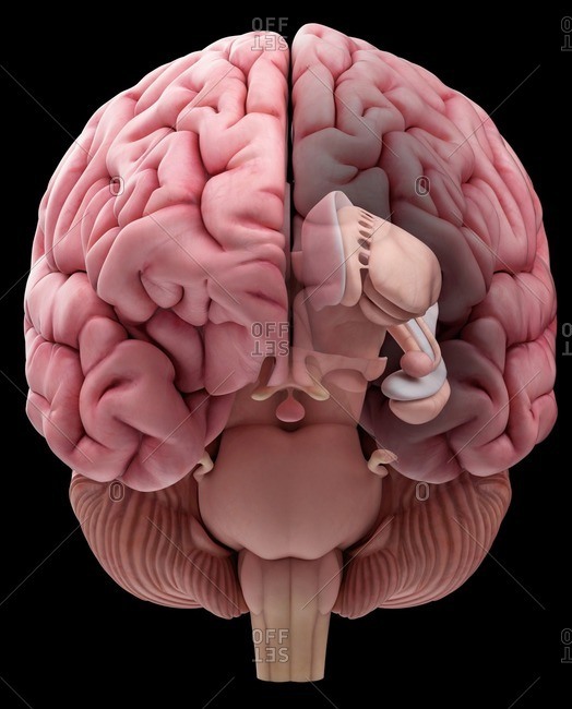 Illustration of the anterior human brain.