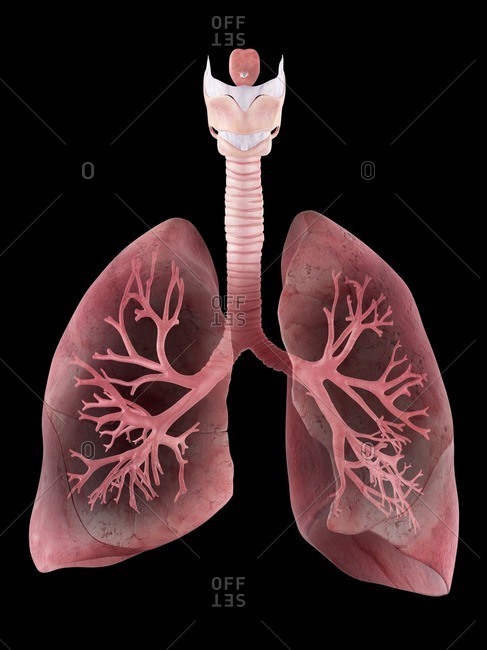 Illustration of the human lungs and bronchi.
