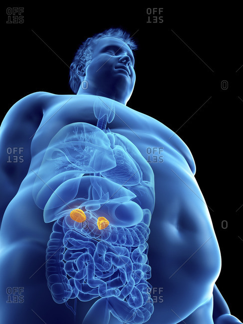 Illustration of an obese man's adrenal glands.