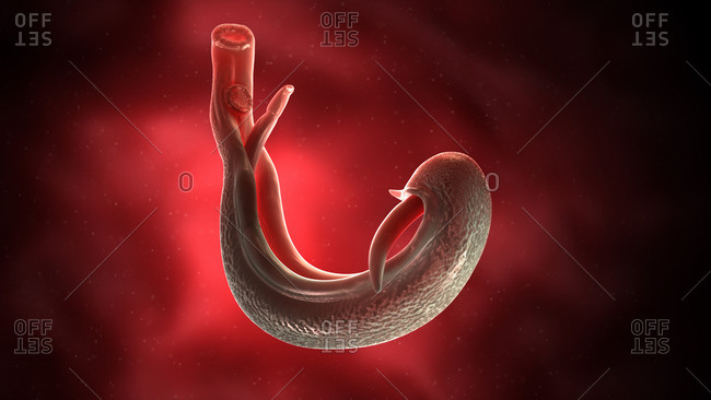 Illustration of a schistosoma.