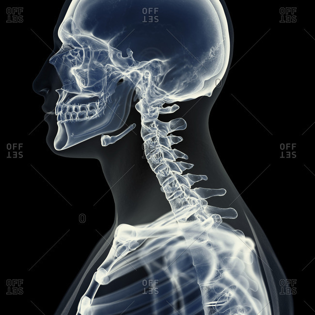Illustration of the cervical spine.