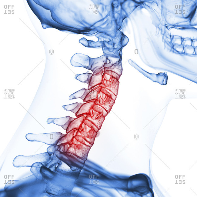 Illustration of the cervical spine.