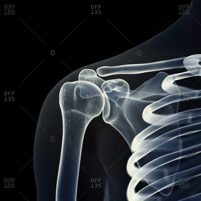 Illustration of the shoulder bones.