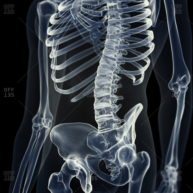 Illustration of the lumbar spine.