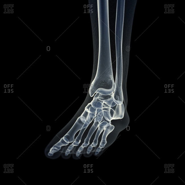Illustration of the foot bones.