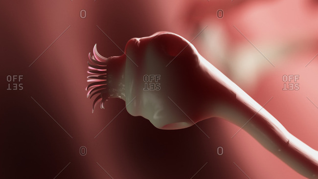 Illustration of a tapeworm.