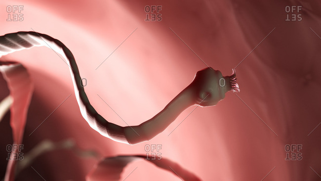 Illustration of a tapeworm - Offset