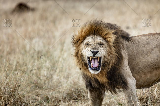 african male lion roaring