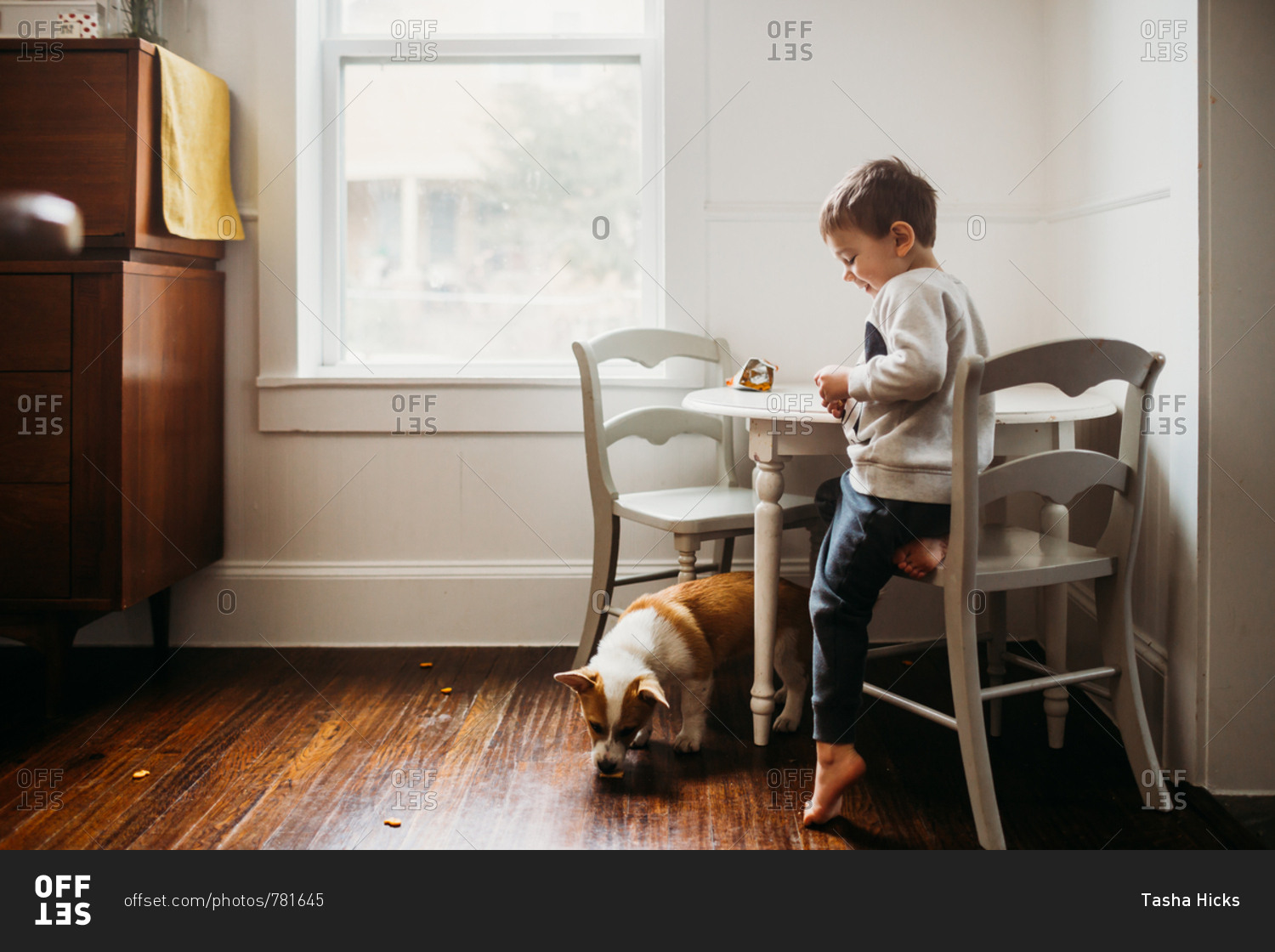 dog-eating-crumbs-from-boy-dropping-his-snack-on-the-floor-stock-photo