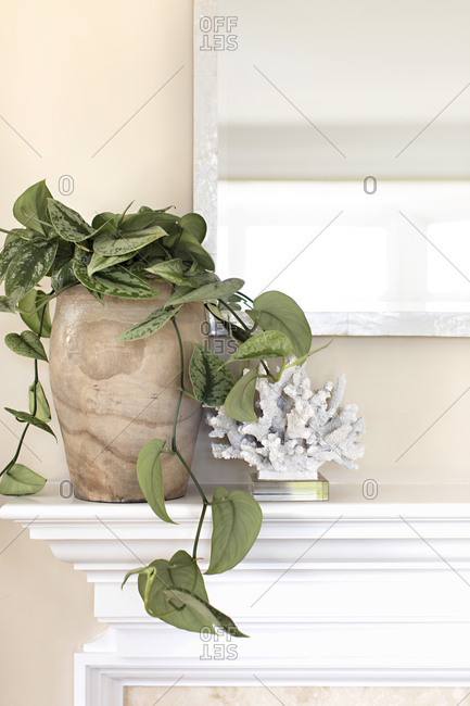 Potted plant and coral decoration on mantle