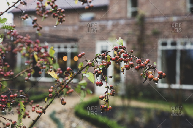 Close up of branch of red crab apple tree with rain drops.