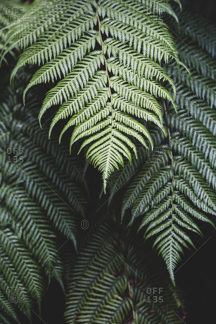 High angle close up of fern leaves.