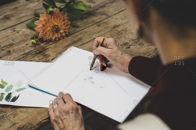 High angle close up of artist sitting at table, working on pencil drawing of orange Dahlia.