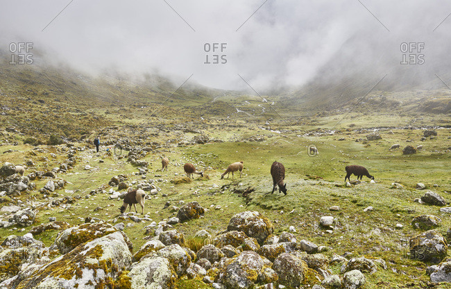 Bolivia- La Paz- llamas at inca trail with hikers in background