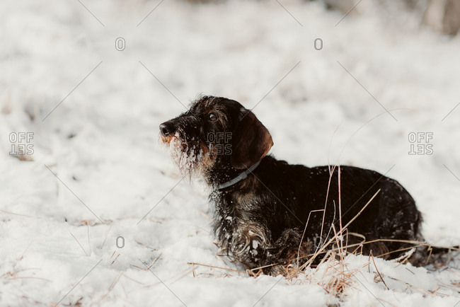 Dog with icy fur standing in deep snow on a winter day