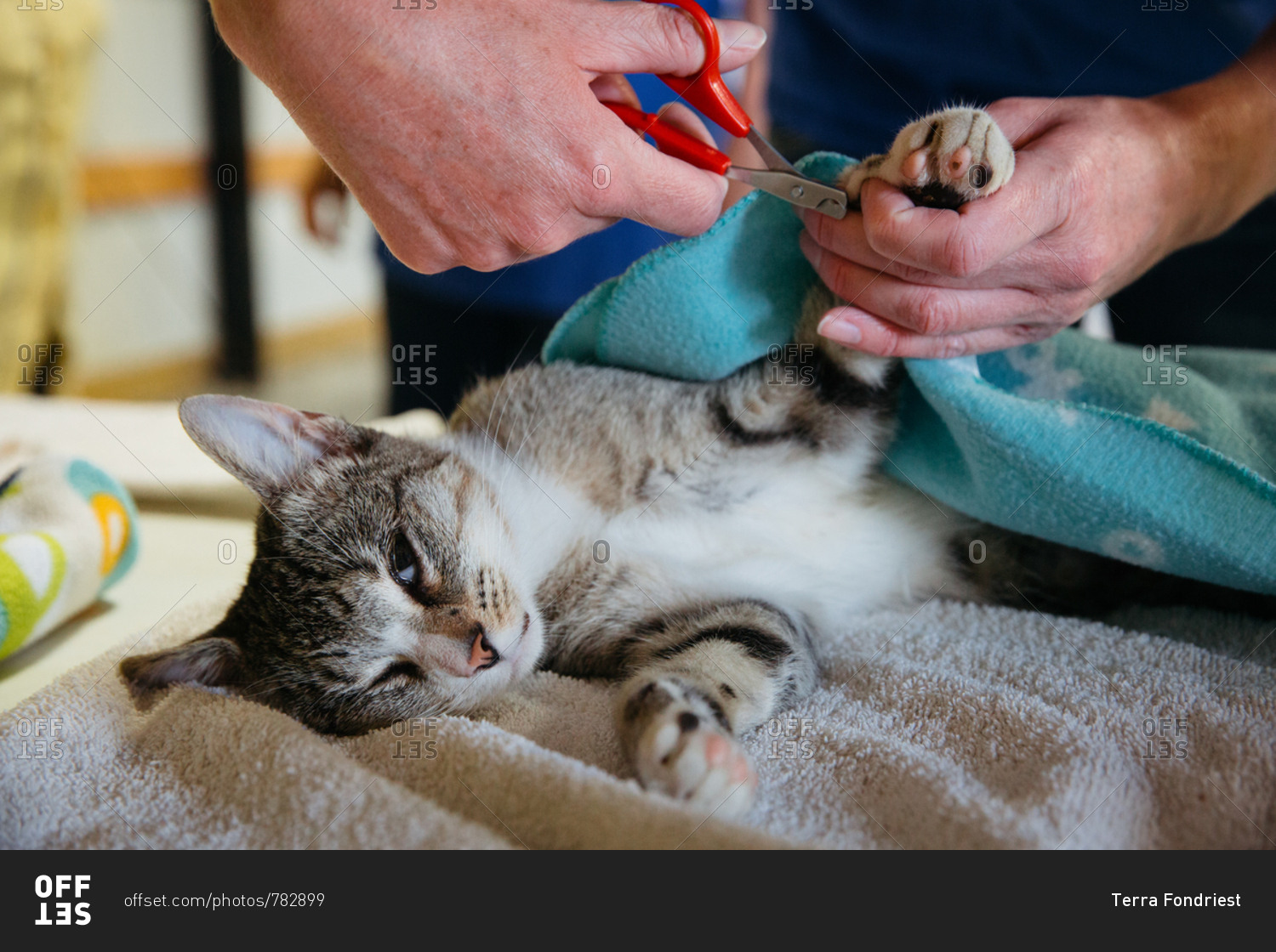 A cat gets it's nails clipped while waking up from anesthesia stock