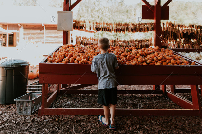 Boy looking at small pumpkins